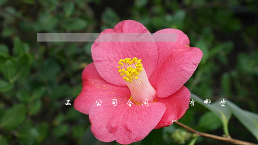 員工與公司合同糾紛有哪些