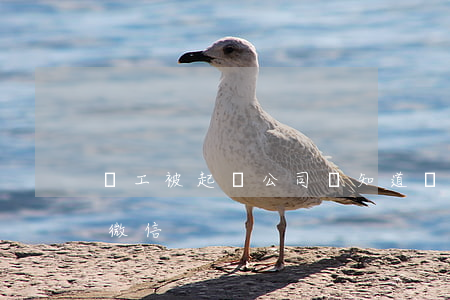 員工被起訴公司會知道嗎（起訴員工帶走工作微信）