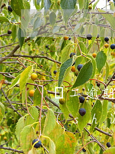 員工逾期貸款管理辦法(銀行貸款對逾期次數(shù)的要求)