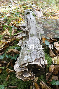 員工飛單怎么立案(發(fā)現(xiàn)銀行員工飛單怎么處理)