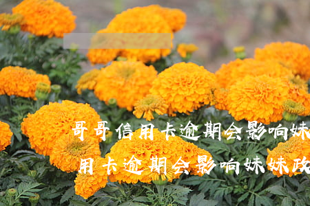哥哥信用卡逾期会影响妹妹政审吗-哥哥信用卡逾期会影响妹妹政审吗知乎