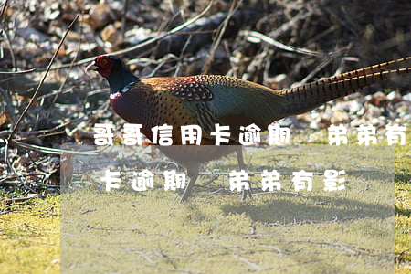 哥哥信用卡逾期對弟弟有影響嗎-哥哥信用卡逾期對弟弟有影響嗎知乎
