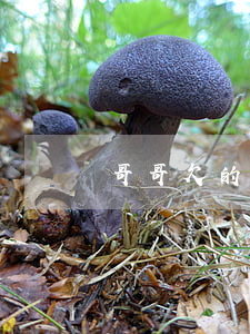 哥哥欠的信用卡妹妹有義務(wù)還嗎-