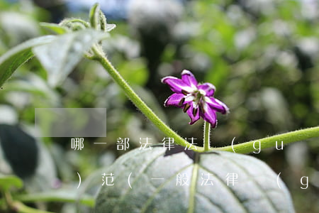 哪一部法律法規(guī)重點規(guī)范(一般法律規(guī)范有哪些)
