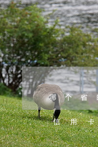 哪个省的持卡人欠信用卡最耐不还-哪个省信用卡用户最多