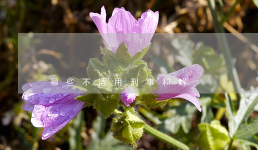 哪些不适用刑事和解