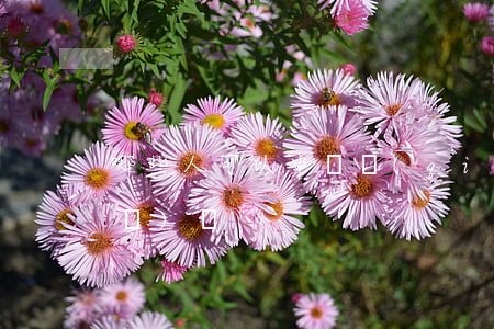 哪些人可以申請強(qiáng)制醫(yī)療