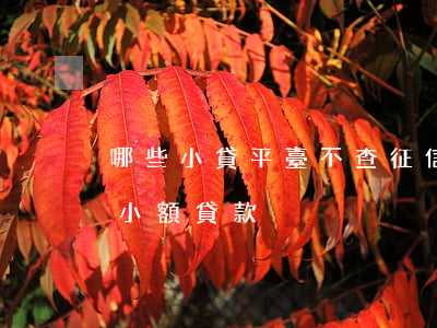 哪些小貸平臺不查征信(哪個平臺不查征信的小額貸款)