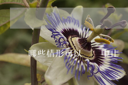 哪些情形可以訴訟中止