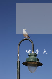 哪些欠网贷的人最后怎样了(很多人欠网贷)