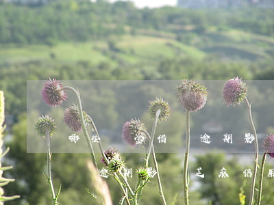哪些現金借貸逾期影響芝麻信用 哪些現金借貸逾期影響芝麻信用