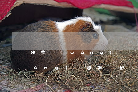 哪些網(wǎng)貸會逾期上征信(網(wǎng)貸逾期會影響征信么)