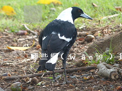 哪些網(wǎng)貸能起訴
