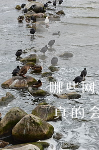 哪些网贷平台逾期会上门(网贷逾期催款人员真的会上门吗)
