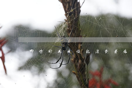 哪些行为是侵犯消费者依法求偿权的行为