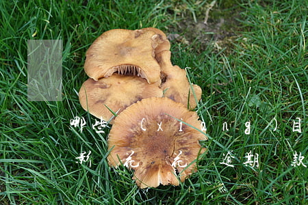 哪些項(xiàng)目逾期會(huì)影響花唄(花唄逾期還款有什么影響?你敢不還款嗎)