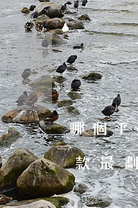 哪個平臺免息分期付款(哪個平臺免息分期付款最劃算)