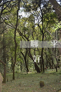 哪個平臺找律師靠譜(在哪個平臺找律師比較好)