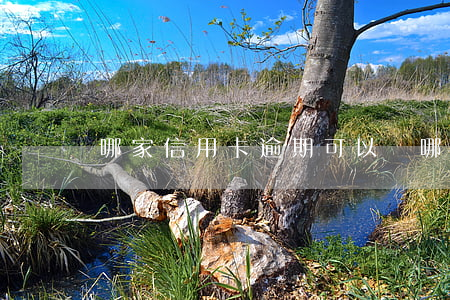 哪家信用卡逾期可以辦(哪家信用卡逾期可以辦)
