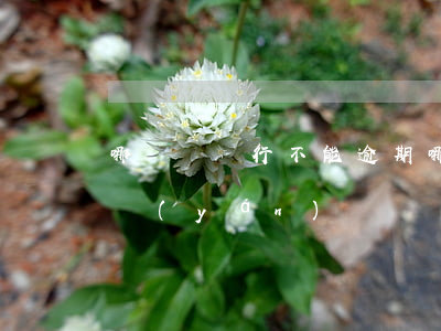 哪幾個銀行不能逾期(哪個銀行對逾期審批不嚴(yán))