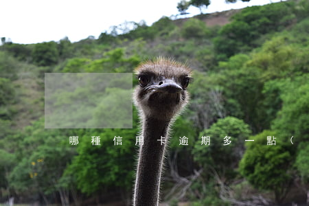 哪種信用卡逾期多一點(diǎn)