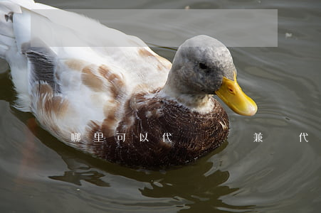 哪里可以代寫訴狀兼職(代寫訴狀多少錢)