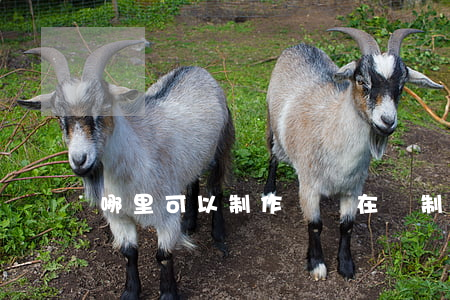 哪里可以制作證書(在線制作證書自己制作證書)