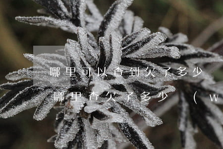哪里可以查到欠了多少網(wǎng)貸(在哪里查欠了多少網(wǎng)貸)