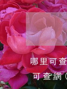 哪里可查網(wǎng)貸起訴的案例（哪里可查網(wǎng)貸起訴的案例）