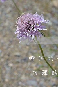 哪里找什办交通事故理赔的律师(交通事故人伤理赔需要找理赔律师吗?)