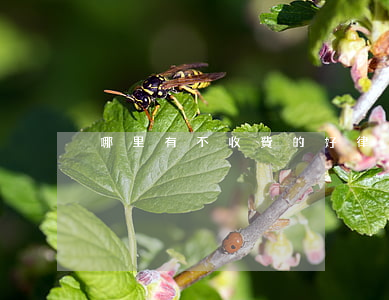 哪里有不收費的好律師(找律師是怎么收費的)
