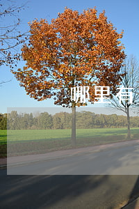 哪里有免息分期購物(哪里有免息分期購物的)