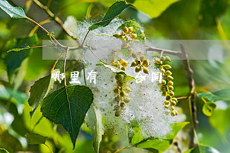 哪里有勞動合同糾紛