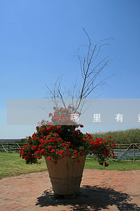 哪里有黃網(wǎng)站
