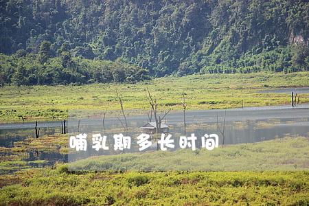 哺乳期多长时间