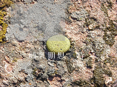 哺乳期想離婚