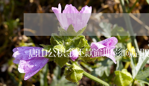 唐山公积金还款逾期影响提取吗-