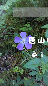 唐山婚姻法律顧問報價(唐山市律師收費(fèi)標(biāo)準(zhǔn))