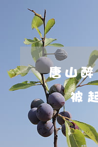 唐山醉駕84檢察院會(huì)起訴嗎(酒駕被起訴會(huì)被檢察院逮捕嗎)