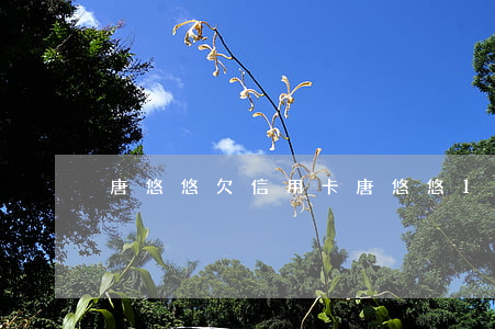唐悠悠欠信用卡 唐悠悠18張信用卡