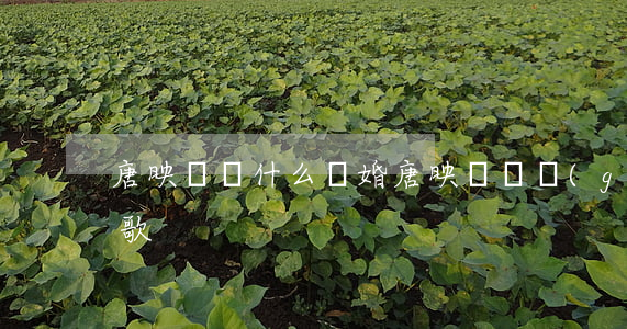 唐映楓為什么離婚(唐映楓寫過(guò)的歌)