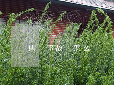 售賣事故車怎么賠償(二手車賣事故車有賠償嗎)