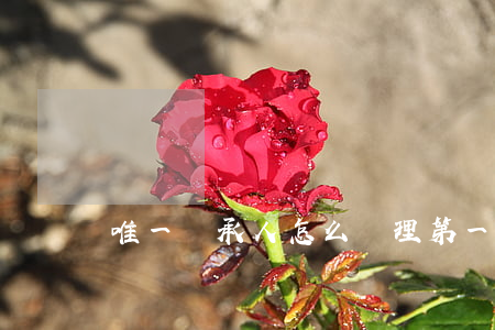 唯一繼承人怎么辦理(第一合法有效繼承人)
