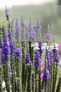 唯品会用花呗买东西逾期(唯品会不能用花呗)