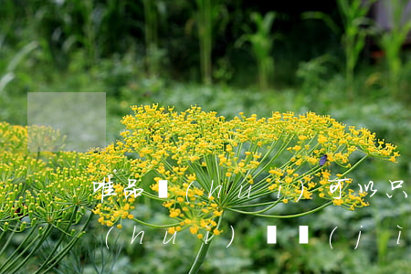 唯品會(huì)可以只還本金嗎-唯品會(huì)還進(jìn)去還能取現(xiàn)嗎