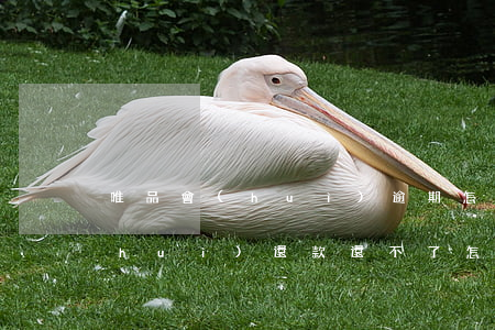 唯品會(huì)逾期怎么還款6(唯品會(huì)還款還不了怎么回事)
