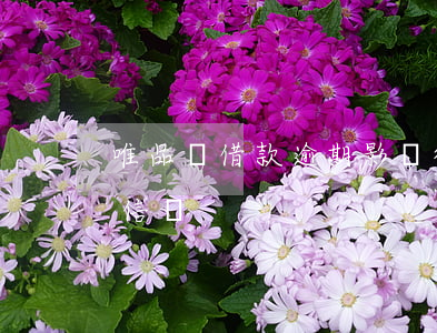 唯品會借款逾期影響征信么(唯品會借款上征信嗎)
