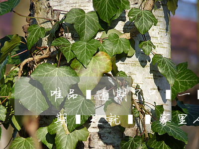 唯品會逾期了只給一個人打電話-唯品會逾期幾天就會給家里人打電話