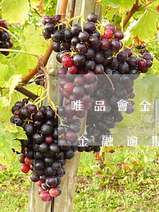 唯品會金融有逾期兩個(gè)月的嗎(唯品金融逾期一天什么時(shí)候還可以借款)