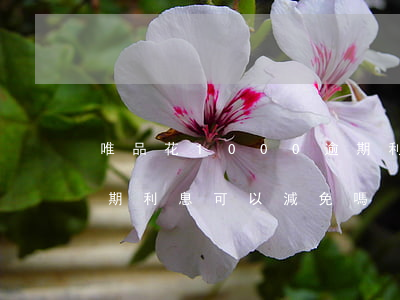 唯品花1000逾期利息怎么算-唯品花逾期利息可以減免嗎